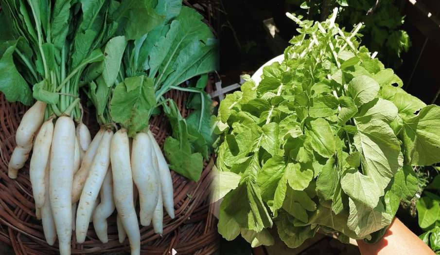 Radish leaves for diabetes Radish leaves for diabetes - India TV Hindi