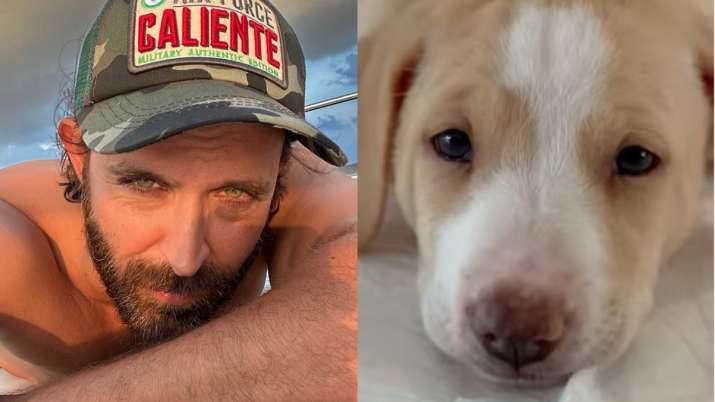 ऋतिक रोशन ने अपने जन्मदिन पर स्ट्रे डॉग मोगली को गोद लिया ऋतिक रोशन ने अपने जन्मदिन पर स्ट्रे डॉग मोगली को गोद लिया - India TV