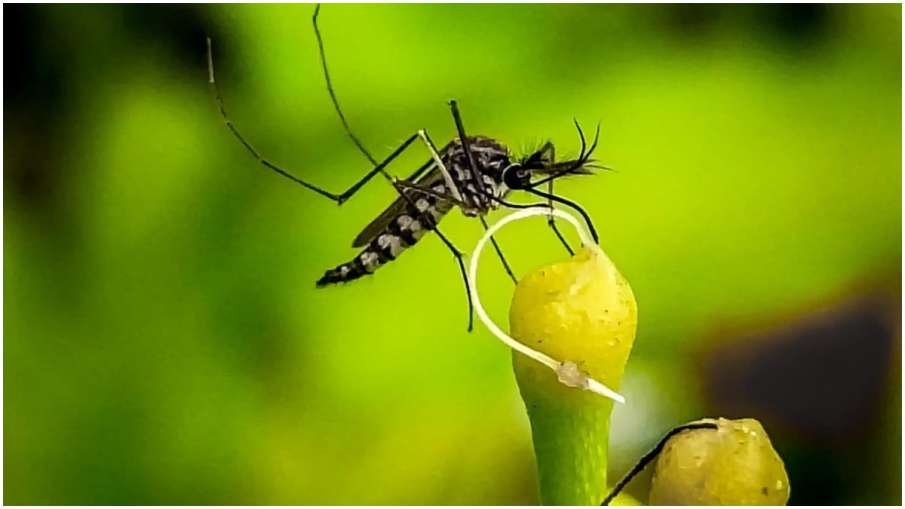 mosquitoe- India TV Hindi