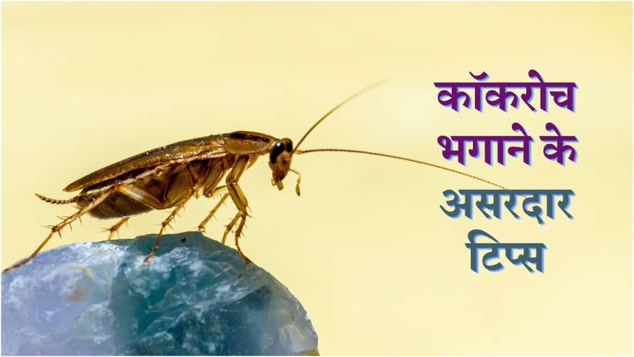 cockroaches- India TV Hindi