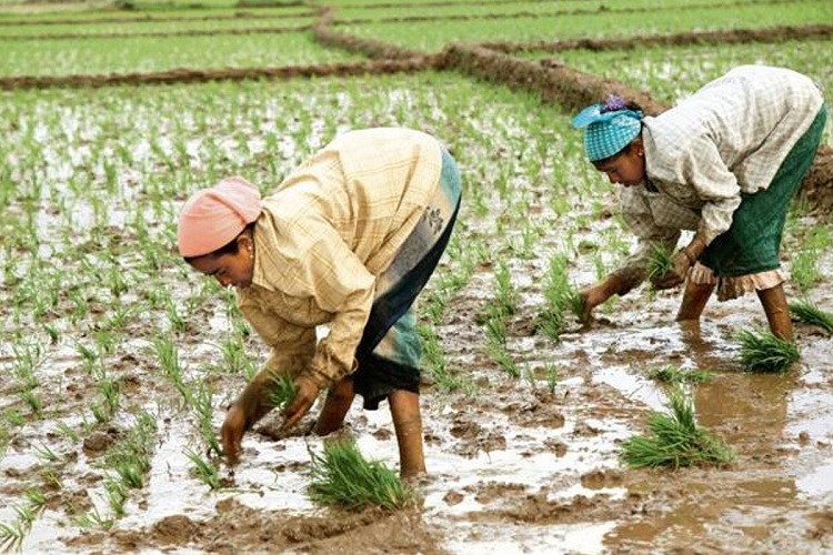 Kharif sowing hit by deficit rains; acreage down 27 per cent so far - India TV Paisa