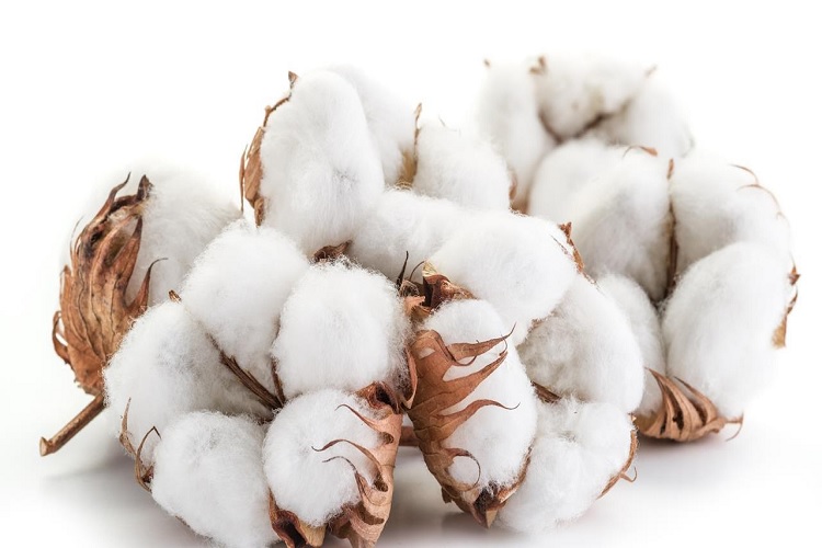 Cotton market slows down in market due to us china trade war- India TV Paisa
