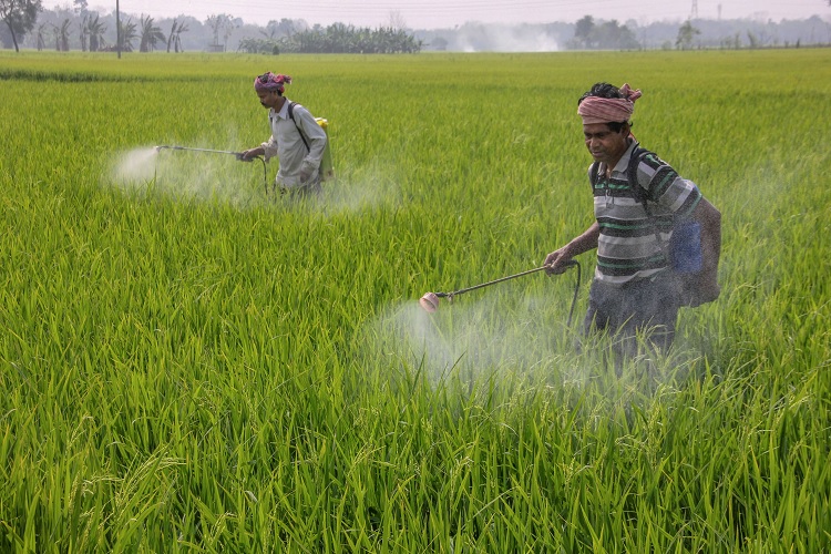 Fertilizer subsidy, Budget 2020, Direct Benefit Transfer, DBT- India TV Paisa