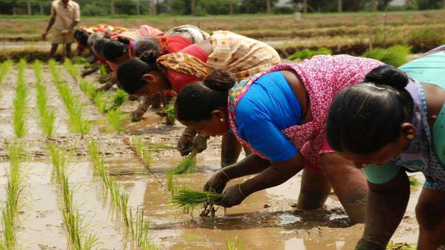 Kharif sowing touches new record at 1,104 lakh hectare- India TV Hindi News