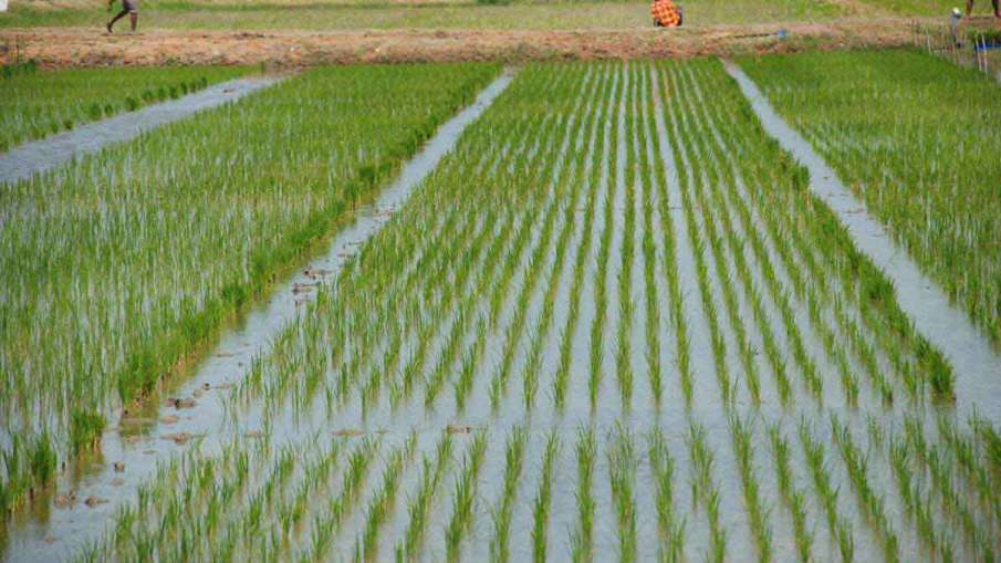 Rice production estimated at record 102.36 mln tonnes in 2020-21 kharif season- India TV Hindi News