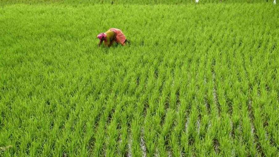 Rabi sowing satisfactory so far during COVID-19, acreage up 4 pc- India TV Hindi