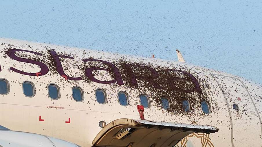 Vistara Airlines- India TV Hindi