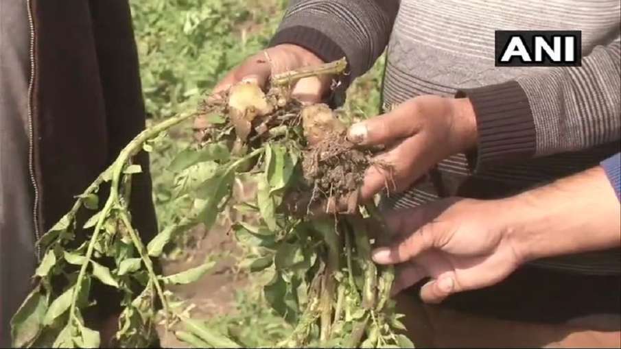 Potato prices down to Rs 5-6 per kg farmers unable to meet cost of production आलू के दाम घटकर 5-6 रु- India TV Hindi News