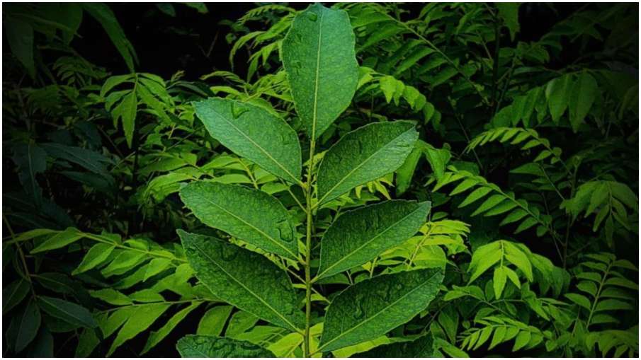curry leaves face pack- India TV Hindi News