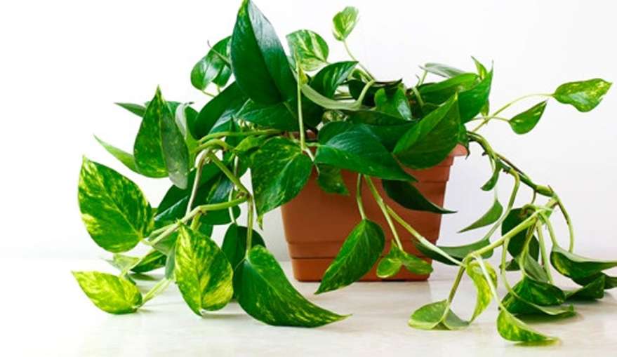 vastu tips for money plant in the house money happiness- India TV Hindi News