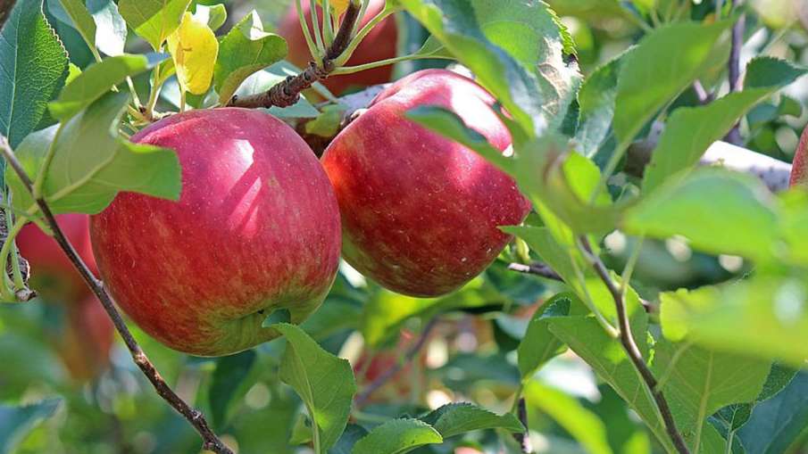 Apples, Apples News, Apples Origin, Apples Qualities, Apples Price- India TV Hindi