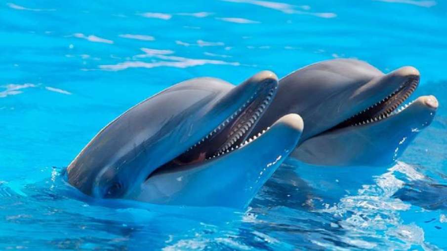 Russia Gave Military Training to Dolphins:- India TV Hindi