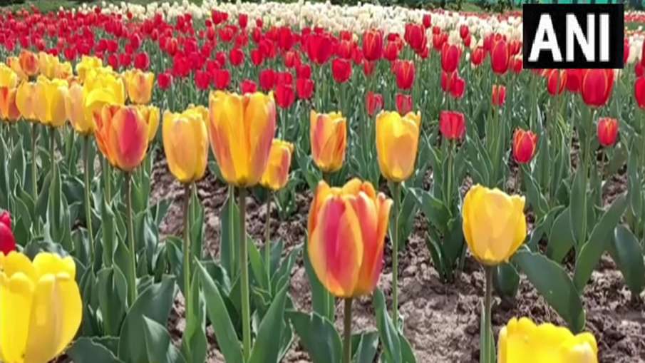 Tulip flowers bloom in Sanasar- India TV Hindi