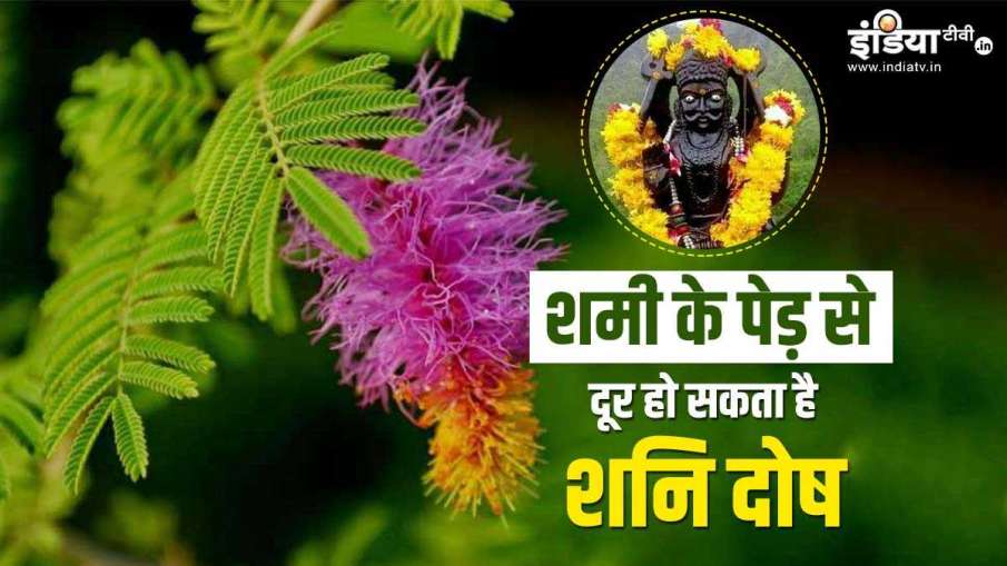Shami plant Astrology- India TV Hindi