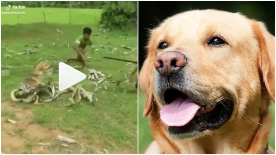 Dog-Python Video- India TV Hindi