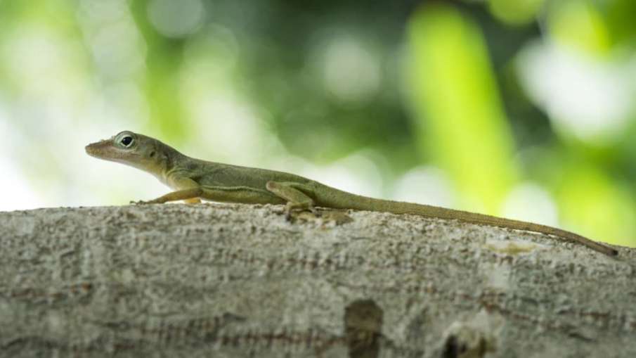 Tips To Get Rid Of Lizard- India TV Hindi