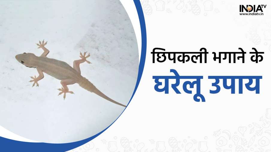 छिपकली- India TV Hindi News