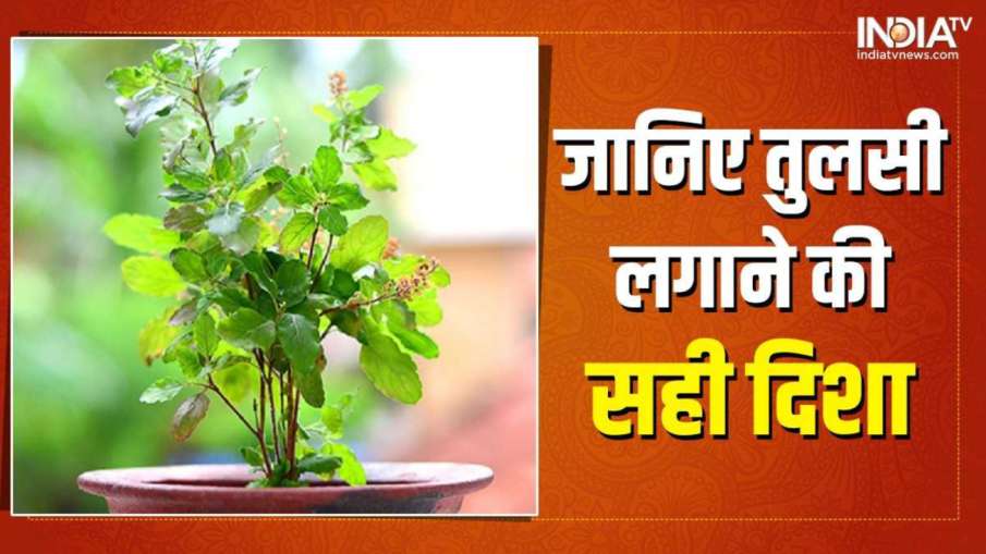 Vastu Tips for Tulsi - India TV Hindi