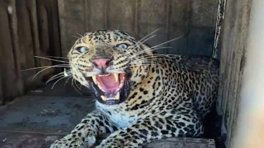 Leopard kills three children in Jammu and Kashmir's Baramulla- India TV Hindi