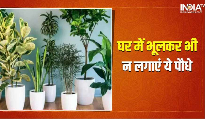 घर में न लगाएं ये...- India TV Hindi News
