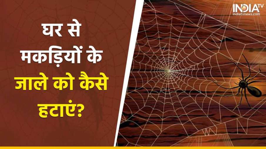 Spider Webs Tips- India TV Hindi News
