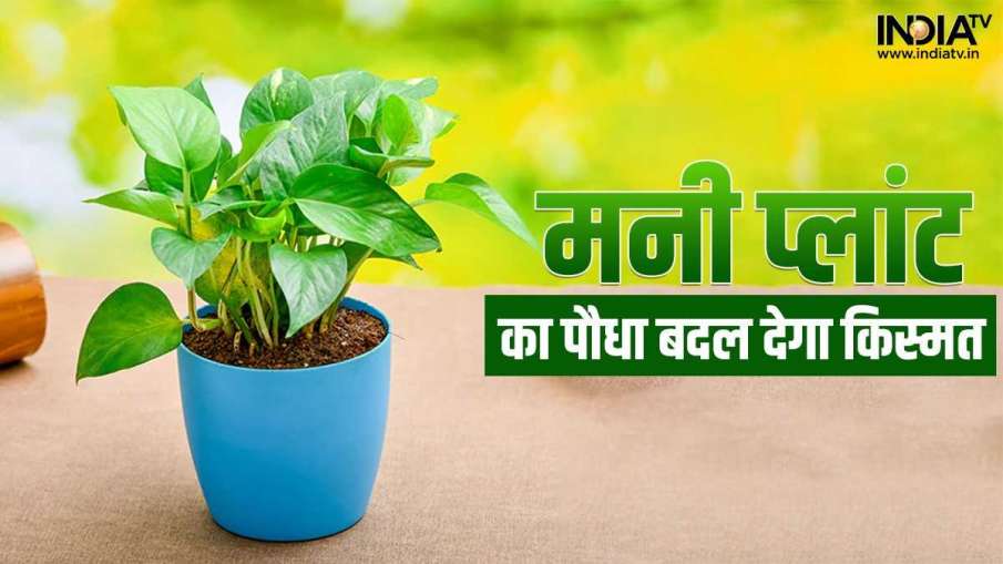 Money Plant ke Upay- India TV Hindi News