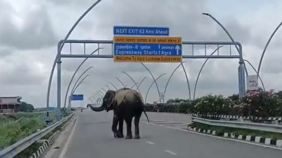 elephant seen walking on agra lucknow highway- India TV Hindi News