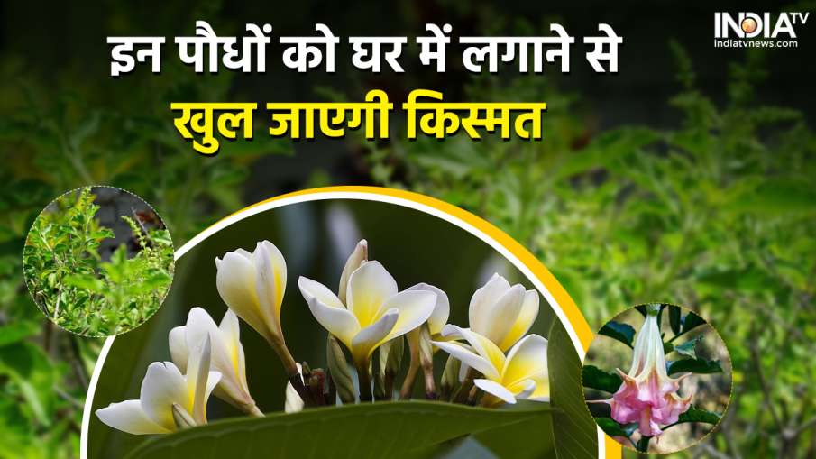 तुलसी के साथ इन पौधों को भी लगाएं- India TV Hindi News