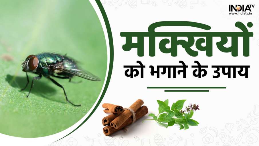 Get rid of flies from home - India TV Hindi News