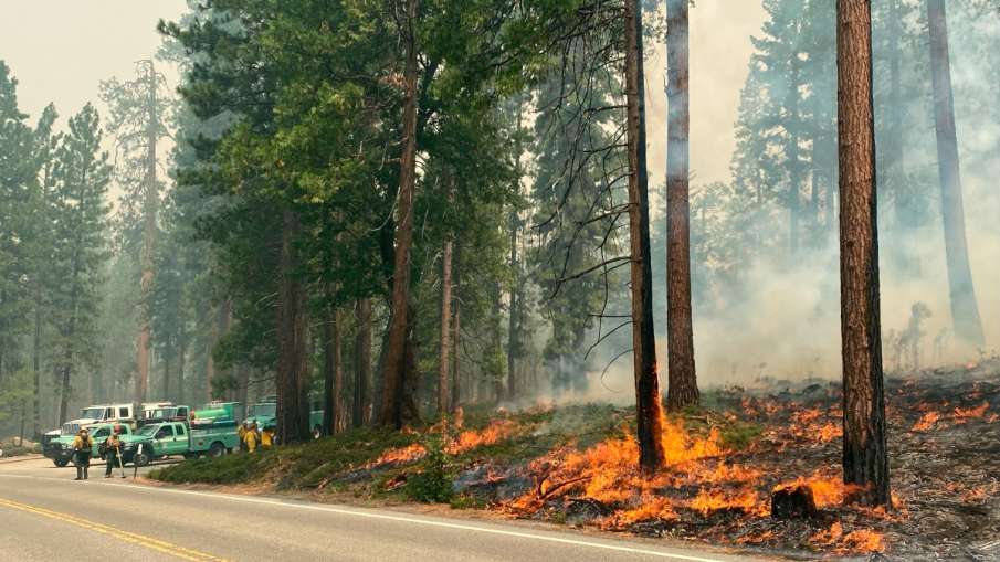 Sequoia Burning in Wildfire- India TV Hindi News