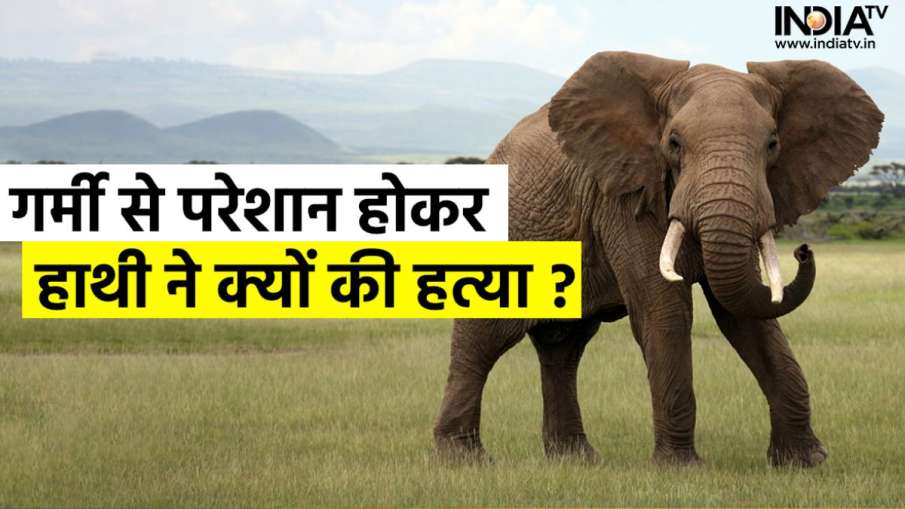 Elephant Attack in Thailand- India TV Hindi News