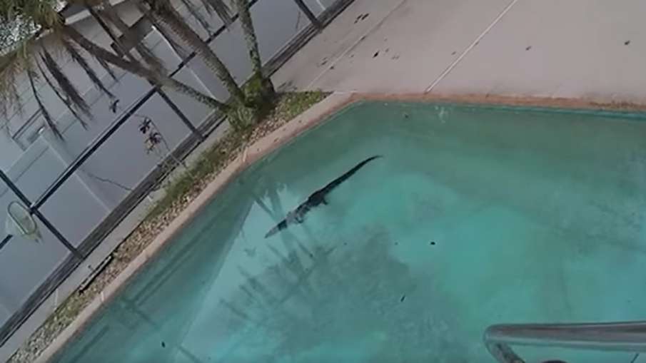 Alligator, Alligator Pool, Alligator Swimming Pool, Alligator Florida Pool- India TV Hindi