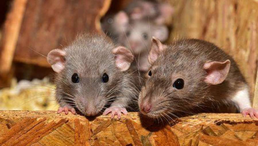 How To Get Rid Of Rat- India TV Hindi News