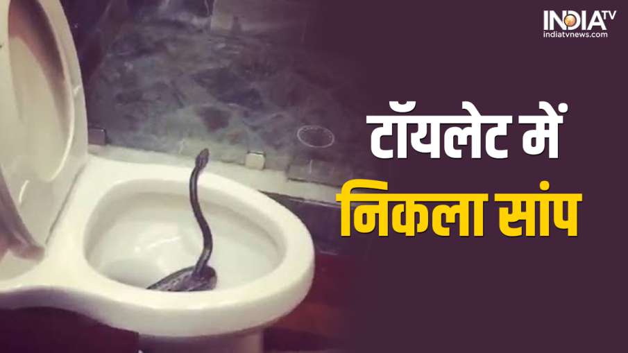 Snake in Commode- India TV Hindi