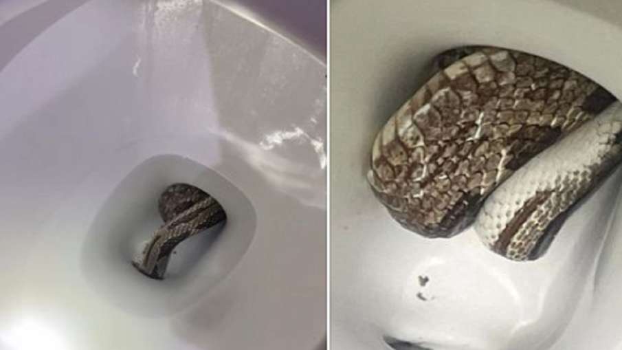 Snake in Toilet, Snake in Toilet Commode, Snake in Commode, Snake in Commode Rescued- India TV Hindi News