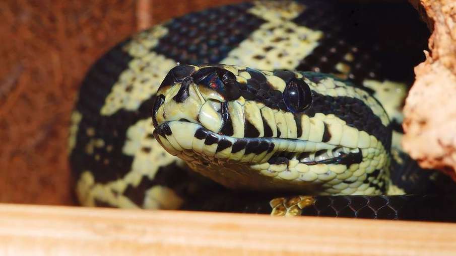 Carpet python, Carpet python Australia, Carpet python News, Python News- India TV Hindi News