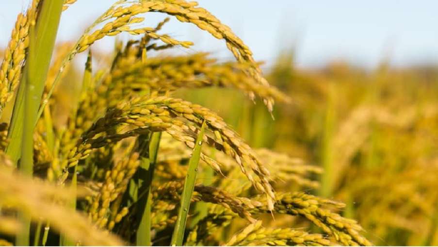 Kharif Crops- India TV Hindi News