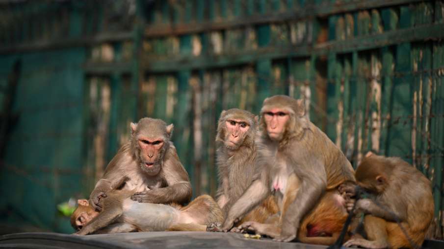 Monkeys - India TV Hindi News