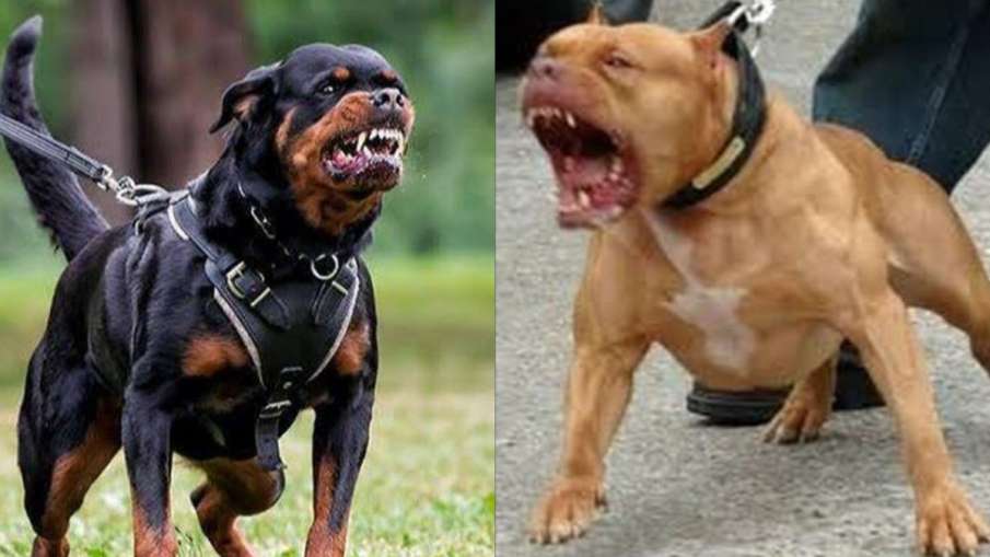Rottweiler and pitbull- India TV Hindi News