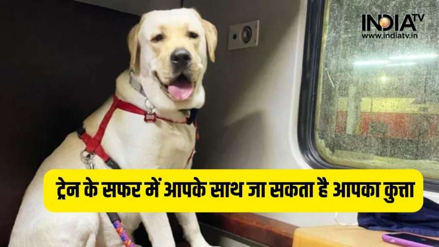 Pet Lovers - India TV Hindi News