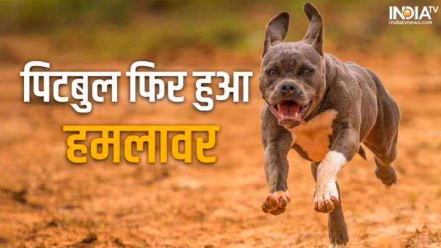 Pitbull attacked another girl in Ghaziabad society- India TV Hindi News