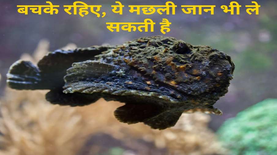 stonefish, poisonous fish, neurotoxin poison- India TV Hindi