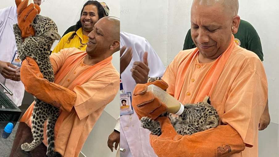 CM Yogi feeds milk to leopard cubs in Gorakhpur- India TV Hindi