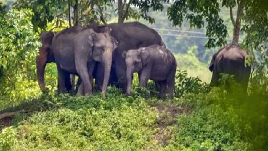 Elephants drink country liquor in Odisha - India TV Hindi News