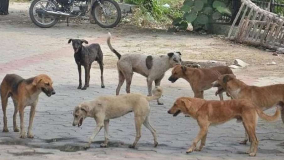 stray dogs- India TV Hindi News