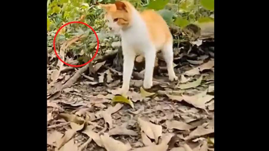cobra cat viral video- India TV Hindi