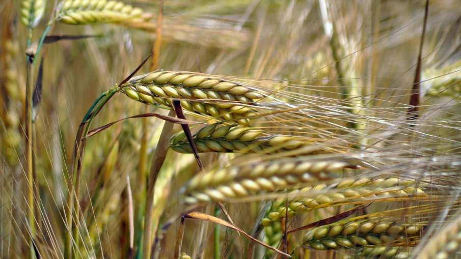 good-news-from-indias-farms-after-budget-wheat-area-increased-to-343-23-lakh-hectares