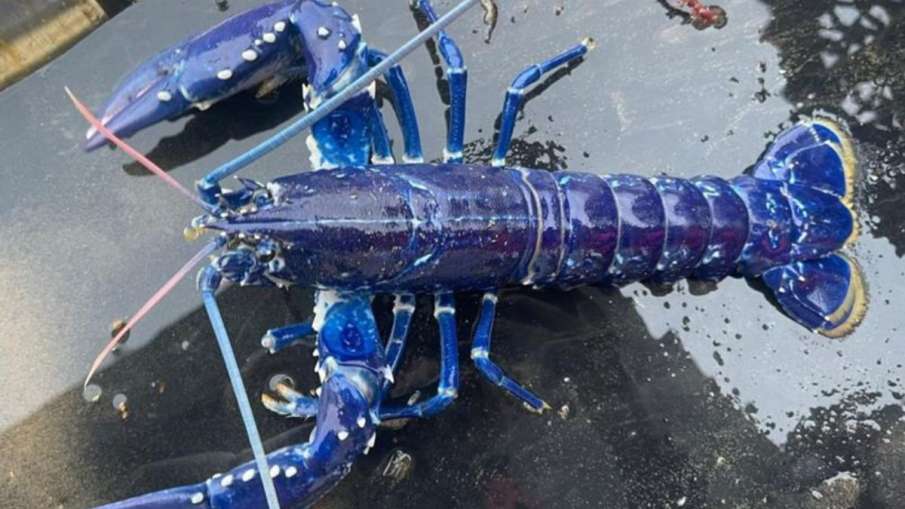 Rare lobster found in sea off Ireland - India TV Hindi