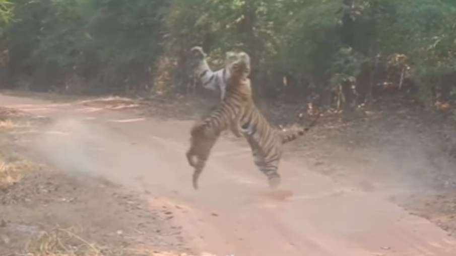 बाघ और बाघिन की लड़ाई का वीडियो- इंडिया टीवी हिंदी