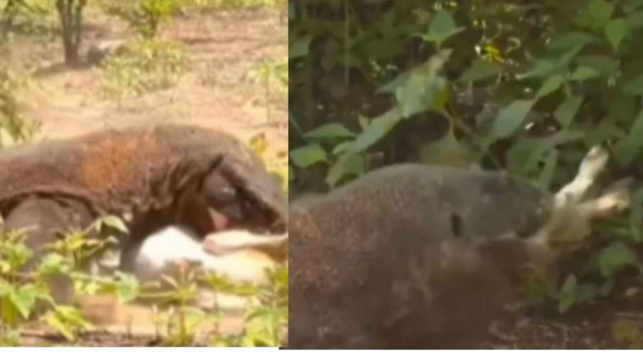 viral wildlife video- India TV Hindi